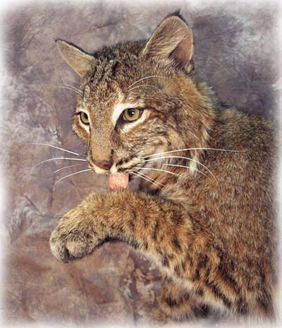 Taxidermy Form Bobcat Shoulder 1 1/2 X 4 1/2 X 11 ST Open Mouth 