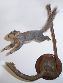 Taxidermy Form Grey Squirrel  Sitting Up 6 3/4 X 9 1/2 St Turn 